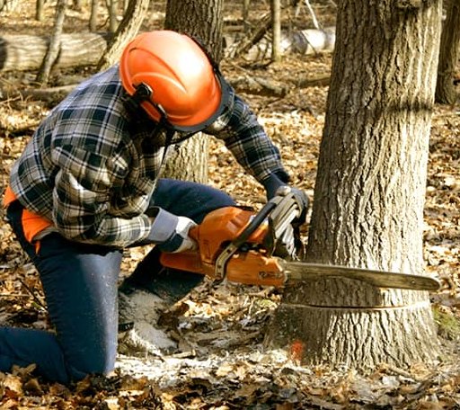 Tree Removal in Levering, MI